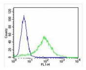 FACS testing of fixed and permeabilized human HeLa cells with Cytokeratin-18 antibody (green) at 1:25 and negative control (blue).