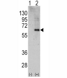 Western blot analysis of AMPK alpha 2 antibody and 293 cell lysate (2 ug/lane) either nontransfected (Lane 1) or transiently transfected with the PRKAA2 gene (2).~
