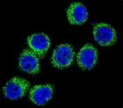 Confocal immunofluorescent analysis of FASN antibody with HeLa cells followed by Alexa Fluor 488-conjugated goat anti-rabbit lgG (green). DAPI was used as a nuclear counterstain (blue).