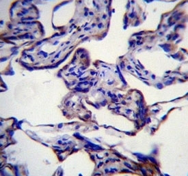 FASN antibody immunohistochemistry analysis in formalin fixed and paraffin embedded human placenta tissue.