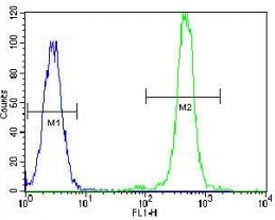 FASN antibody flow cytometric analysis of HeLa cells (green) compared to a negative control (blue). FITC-conjugated goat-anti-rabbit secondary Ab was used for the analysis.