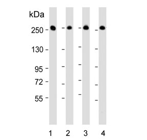 Western blot analysis of human 1) A549, 2) HeLa, 3) HepG2 and 4) SH-SY5Y cell lysate with FASN antibody. Predicted molecular weight ~ 270 kDa.
