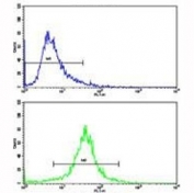 Flow cytometric analysis of 293 cells using IDH antibody (bottom histogram) compared to a negative control (top histogram).