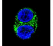 Confocal immunofluorescent analysis of IDH1 antibody with HepG2 cells followed by Alexa Fluor 488-conjugated goat anti-rabbit lgG (green). DAPI was used as a nuclear counterstain (blue).