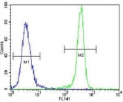 IDH1 antibody flow cytometric analysis of 293 cells (right histogram) compared to a negative control (left histogram). FITC-conjugated goat-anti-rabbit secondary Ab was used for the analysis.