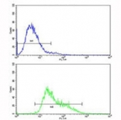 Flow cytometric analysis of CEM cells using IGHA1 antibody (bottom histogram) compared to a negative control (top histogram). FITC-conjugated goat-anti-rabbit secondary Ab was used for the analysis.