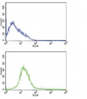 CD31 antibody flow cytometric analysis of HL-60 cells (bottom histogram) compared to a negative control cell (top histogram). FITC-conjugated goat-anti-rabbit secondary Ab was used for the analysis.