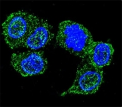 Confocal immunofluorescent analysis of JNK1 antibody with HepG2 cells followed by Alexa Fluor 488-conjugated goat anti-rabbit lgG (green). DAPI was used as a nuclear counterstain (blue).