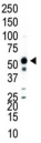 Western blot analysis of JNK2 antibody and Jurkat cell lysate.