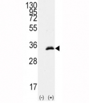 Western blot analysis of CDC2 antibody and 293 cell lysate (2 ug/lane) either nontransfected (Lane 1) or transiently transfected with the human gene (2).