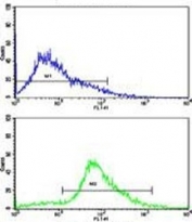 Flow cytometric analysis of Jurkat cells using CDK2 antibody (bottom histogram) compared to a <a href=../search_result.php?search_txt=n1001>negative control</a> (top histogram). FITC-conjugated goat-anti-rabbit secondary Ab was used for the analysis.