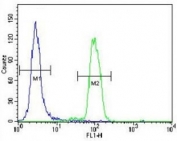 p38 antibody flow cytometric analysis of HeLa cells (right histogram) compared to a negative control (left histogram). FITC-conjugated goat-rabbit secondary Ab was used for the analysis.