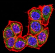 Confocal immunofluorescent analysis of p38 antibody with HeLa cells followed by Alexa Fluor 488-conjugated goat rabbit lgG (green). Actin filaments have been labeled with Alexa Fluor 555 Phalloidin (red). DAPI was used as a nuclear counterstain (blue).