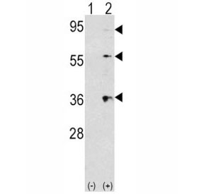 Western blot analysis of THPO/ TPO antibody and 293 cell lysate (2 ug/lane) either nontransfected (Lane 1) or transiently transfected with the THPO gene (2). Predicted molecular weight: 38 kDa, routinely observed at 40-55 kDa (unmodified), 80-95 kDa (glycosylated).