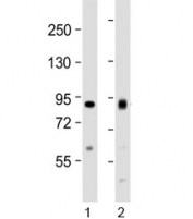 Western blot testing of human 1) HeLa and 2) Jurkat cell lysate with ACO2 antibody at 1:1000. Predicted molecular weight ~85 kDa.