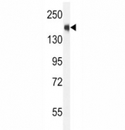 SRC-1 antibody western blot analysis in CEM lysate.