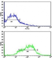 Flow cytometric analysis of HepG2 cells using EphA1 antibody (green) compared to a <a href=../search_result.php?search_txt=n1001>negative control</a> (blue). FITC-conjugated goat-anti-rabbit secondary Ab was used for the analysis.