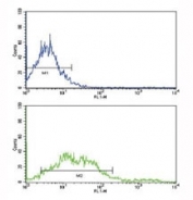 Flow cytometric analysis of NCI-H292 cells using EphA2 antibody (bottom histogram) compared to a <a href=../search_result.php?search_txt=n1001>negative control</a> (top histogram). FITC-conjugated goat-anti-rabbit secondary Ab was used for the analysis.