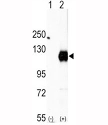 Western blot analysis of EphA2 antibody and 293 cell lysate (2 ug/lane) either nontransfected (Lane 1) or transiently transfected with the EphA2 gene (2).