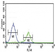 PCSK2 antibody flow cytometric analysis of K562 cells (right histogram) compared to a negative control (left histogram). FITC-conjugated goat-anti-rabbit secondary Ab was used for the analysis.