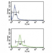 PCSK2 antibody flow cytometry analysis of K562 cells (bottom histogram) compared to a negative control (top histogram). FITC-conjugated goat-anti-rabbit secondary Ab was used for the analysis.