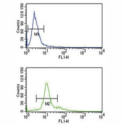 PCSK2 antibody flow cytometry analysis of K562 cells (bottom histogram) compared to a negative control (top histogram). FITC-conjugated goat-anti-rabbit secondary Ab was used for the analysis.