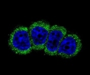 Confocal immunofluorescent analysis of ErbB2/ HER2 antibody with MCF-7 cells followed by Alexa Fluor 488-conjugated goat anti-rabbit lgG (green). DAPI was used as a nuclear counterstain (blue).