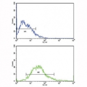 Flow cytometric analysis of MCF-7 cells using FGFR1 antibody (bottom histogram) compared to a negative control (top histogram). FITC-conjugated goat-anti-rabbit secondary Ab was used for the analysis.