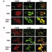 Colocalization of A1B3 and FGFR1 using IF. Treated, confluent ECs (A) or HFFs (B) were stained using 7E3 and FGFR1 antibody. FGFR = red fluorescence (i,iv,vii), A1B3 = green fluorescence (ii,v,viii), and colocalization of FGF2 and fibrinogen receptor = yellow fluorescence (iii,vi,ix).