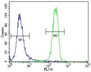 FGFR2 antibody flow cytometric analysis of NCI-H460 cells (right histogram) compared to a negative control (left histogram). FITC-conjugated goat-anti-rabbit secondary Ab was used for the analysis.