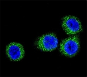 Confocal immunofluorescent analysis of FGFR2 antibody with HeLa cells followed by Alexa Fluor 488-conjugated goat anti-rabbit lgG (green). DAPI was used as a nuclear counterstain (blue).