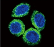 Confocal immunofluorescent analysis of FGFR2 antibody with HeLa cells followed by Alexa Fluor 488-conjugated goat anti-rabbit lgG (green). DAPI was used as a nuclear counterstain (blue).