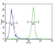 VEGFR2 antibody flow cytometric analysis of MDA-MB435 cells (right histogram) compared to a negative control (left histogram). FITC-conjugated goat-anti-rabbit secondary Ab was used for the analysis.