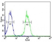 KDR antibody flow cytometric analysis of MDA-MB435 cells (green) compared to a <a href=../search_result.php?search_txt=n1001>negative control</a> (blue).