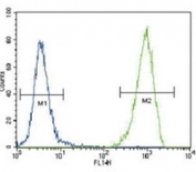 FLT3 antibody flow cytometric analysis of 293 cells (right histogram) compared to a <a href=../search_result.php?search_txt=n1001>negative control</a> (left histogram). FITC-conjugated goat-anti-rabbit secondary Ab was used for the analysis.