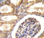 DDR1 antibody immunohsitochemistry analysis in formalin fixed and paraffin embedded human kidney tissue.