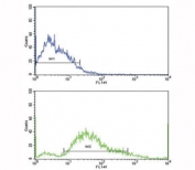 Flow cytometric analysis of SK-Br-3 cells using PDGFR beta antibody (bottom histogram) compared to a negative control (top histogram). FITC-conjugated goat-anti-rabbit secondary Ab was used for the analysis.