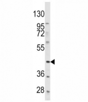 Western blot analysis of PDGFRL antibody and HeLa lysate.