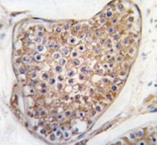 IHC analysis of FFPE human testis tissue stained with TIE2 antibody