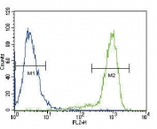 TrkA antibody flow cytometric analysis of fixed and permeabilized HeLa cells (green) compared to a negative control (blue). FITC-conjugated goat-anti-rabbit secondary Ab was used for the analysis.