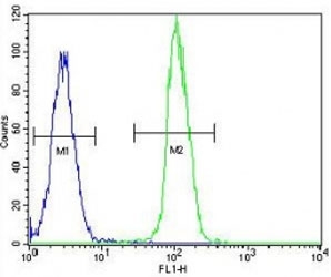 TrkA antibody flow cytometric analysis of HeLa cells (green) compared to a <a href=../search_result.php?search_txt=n1001>negative control</a> (blue). FITC-conjugated goat-anti-rabbit secondary Ab was used for the analysis.