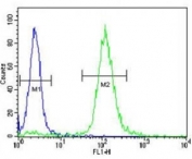 TrkA antibody flow cytometric analysis of fixed and permeabilized WiDr cells (green) compared to a negative control (blue). FITC-conjugated goat-anti-rabbit secondary Ab was used for the analysis.
