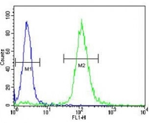 TrkA antibody flow cytometric analysis of WiDr cells (green) compared to a <a href=../search_result.php?search_txt=n1001>negative control</a> (blue). FITC-conjugated goat-anti-rabbit secondary Ab was used for the analysis.