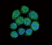 Confocal immunofluorescent analysis of BTK antibody with 293 cells followed by Alexa Fluor 488-conjugated goat anti-rabbit lgG (green). DAPI was used as a nuclear counterstain (blue).