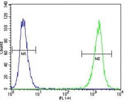 LCK antibody flow cytometric analysis of A2058 cells (green) compared to a <a href=../search_result.php?search_txt=n1001>negative control</a> (blue). FITC-conjugated goat-anti-rabbit secondary Ab was used for the analysis.
