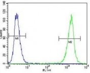 LCK antibody flow cytometric analysis of A2058 cells (green) compared to a negative control (blue). FITC-conjugated goat-anti-rabbit secondary Ab was used for the analysis.
