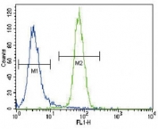 RUNX2 antibody flow cytometric analysis of NCI-H460 cells (right histogram) compared to a negative control (left histogram). FITC-conjugated goat-anti-rabbit secondary Ab was used for the analysis.