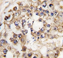 IHC analysis of FFPE human testis tissue stained with PDX1 antibody