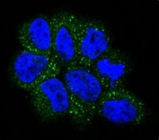 Confocal immunofluorescent analysis of NRAS antibody with NCI-H460 cells followed by Alexa Fluor 488-conjugated goat anti-rabbit lgG (green). DAPI was used as a nuclear counterstain (blue).