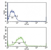 SMAD4 antibody flow cytometric analysis of MCF-7 cells (bottom histogram) compared to a negative control (top histogram). FITC-conjugated goat-anti-rabbit secondary Ab was used for the analysis.